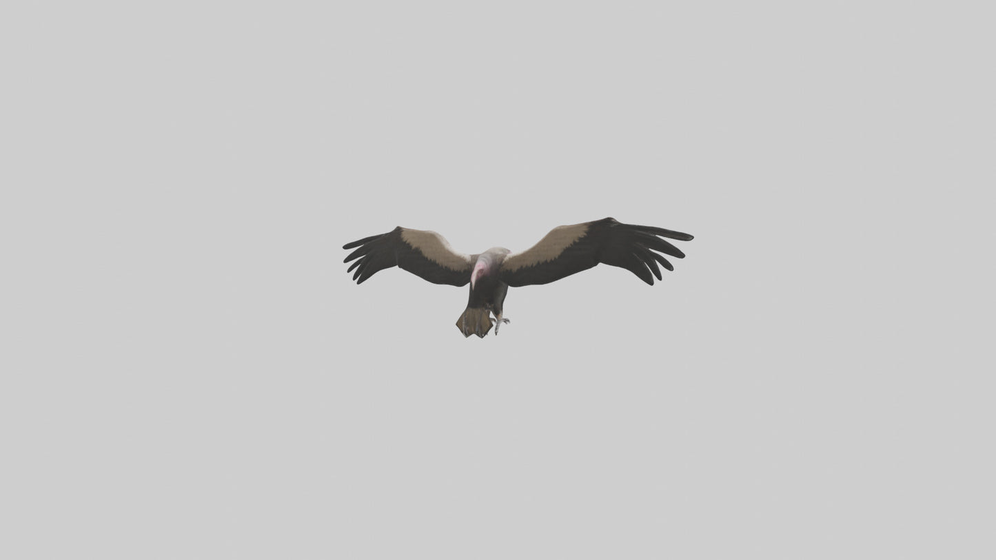 3D model LappetFaced Vulture flying model VR / AR / low-poly