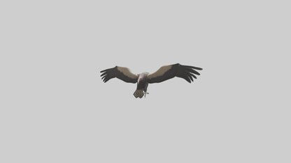 3D model LappetFaced Vulture flying model VR / AR / low-poly