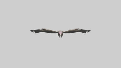 3D model LappetFaced Vulture flying model VR / AR / low-poly