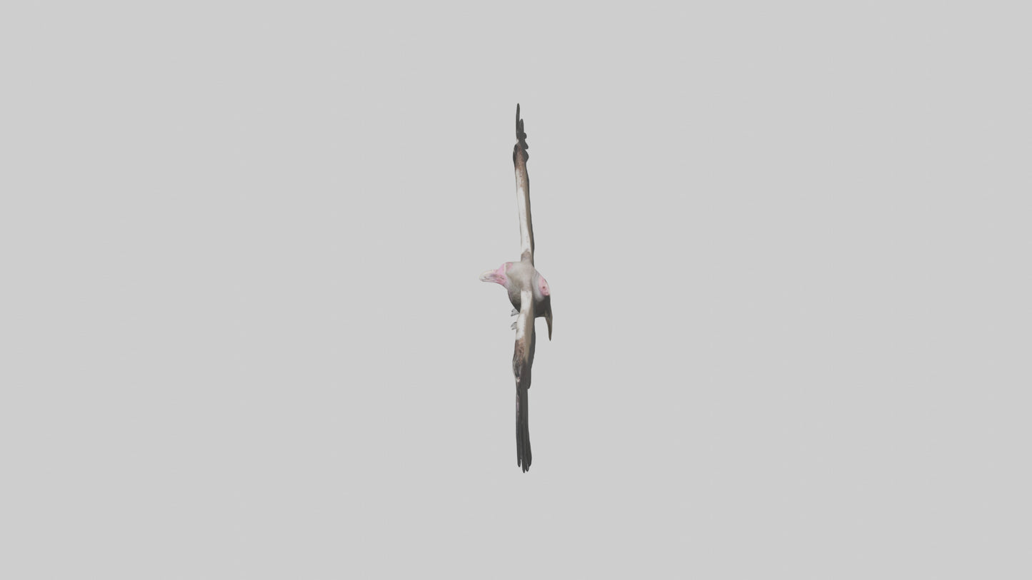 3D model LappetFaced Vulture flying model VR / AR / low-poly