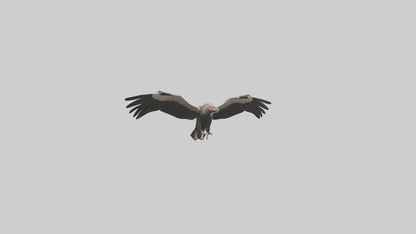 3D model LappetFaced Vulture flying model VR / AR / low-poly