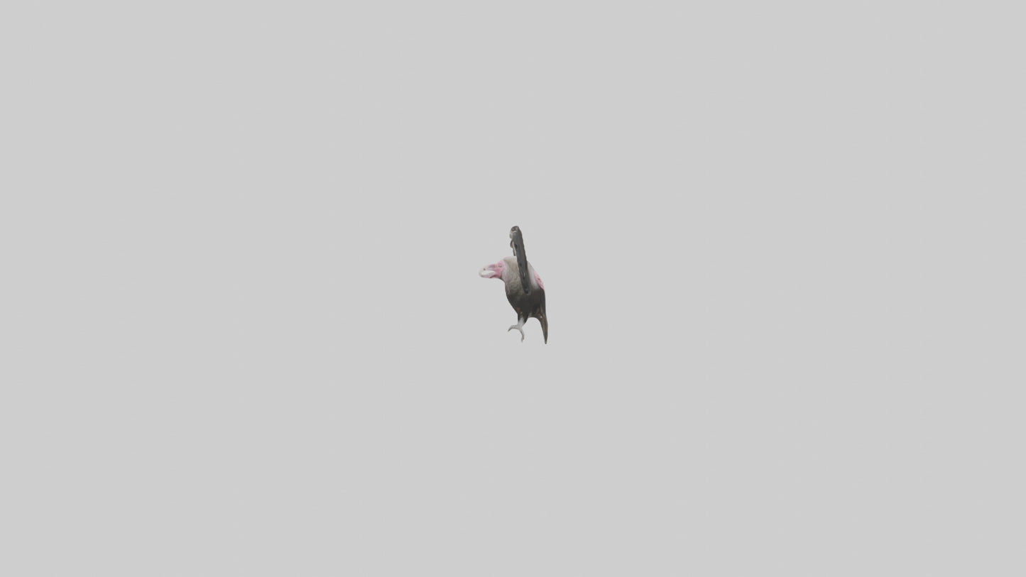 3D model LappetFaced Vulture flying model VR / AR / low-poly