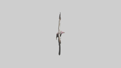 3D model LappetFaced Vulture flying model VR / AR / low-poly