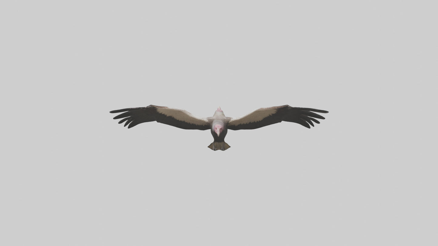 3D model LappetFaced Vulture flying model VR / AR / low-poly