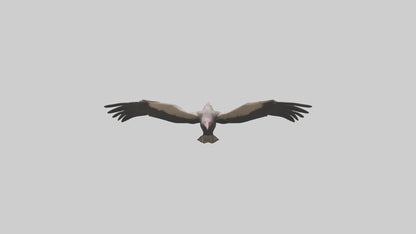 3D model LappetFaced Vulture flying model VR / AR / low-poly