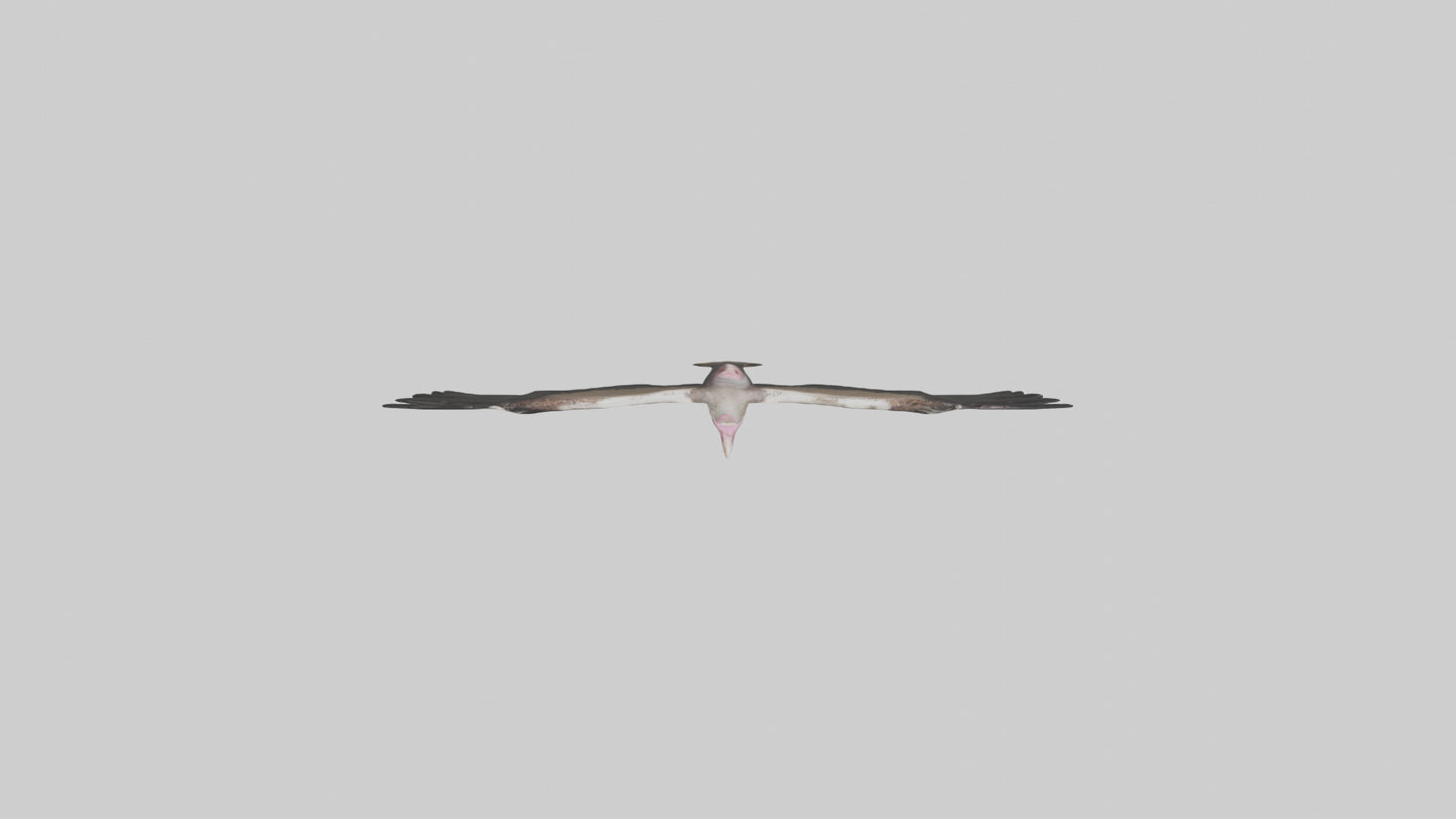 3D model LappetFaced Vulture flying model VR / AR / low-poly