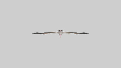 3D model LappetFaced Vulture flying model VR / AR / low-poly