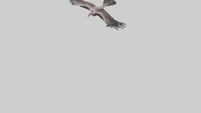 3D model LappetFaced Vulture soaring model VR / AR / low-poly