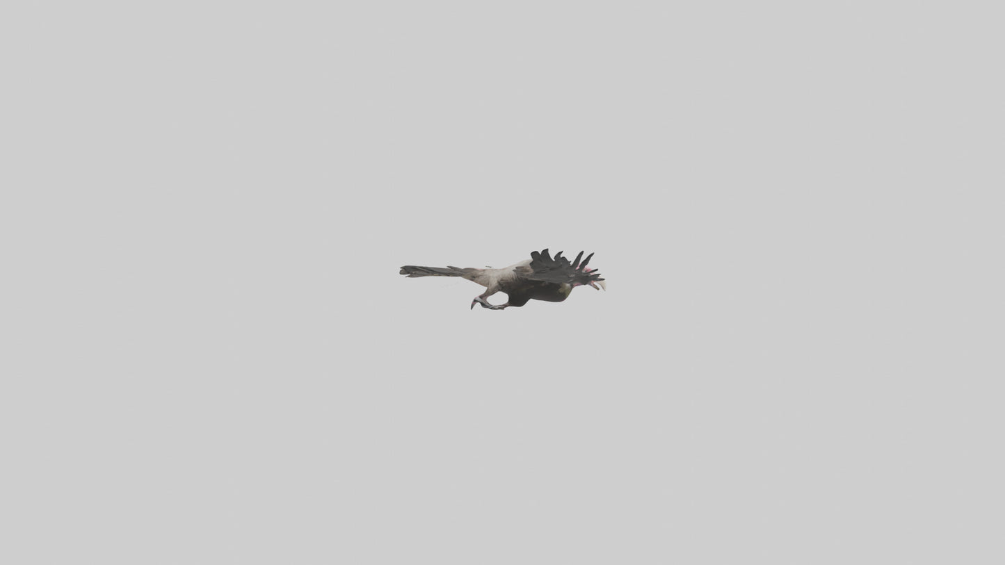 3D model LappetFaced Vulture soaring model VR / AR / low-poly
