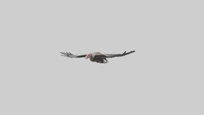 3D model LappetFaced Vulture soaring model VR / AR / low-poly