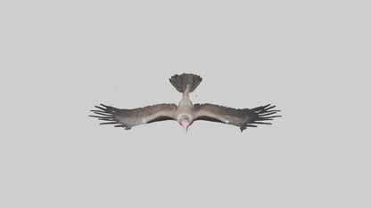3D model LappetFaced Vulture soaring model VR / AR / low-poly