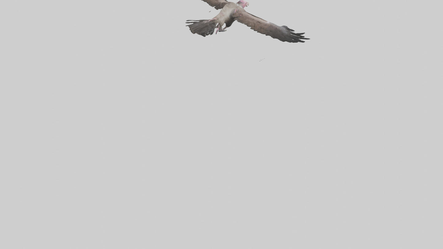3D model LappetFaced Vulture soaring model VR / AR / low-poly