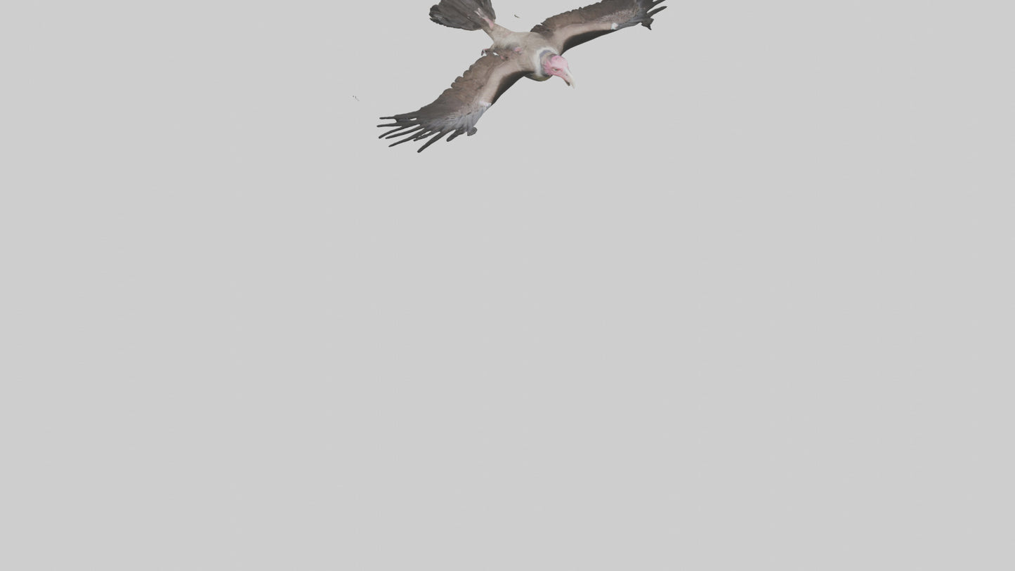 3D model LappetFaced Vulture soaring model VR / AR / low-poly