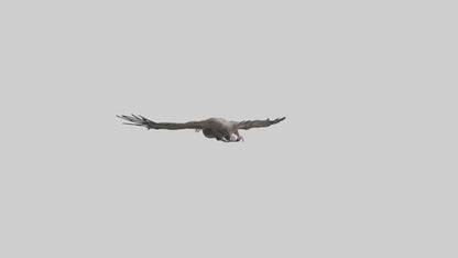 3D model LappetFaced Vulture soaring model VR / AR / low-poly