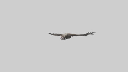 3D model LappetFaced Vulture soaring model VR / AR / low-poly