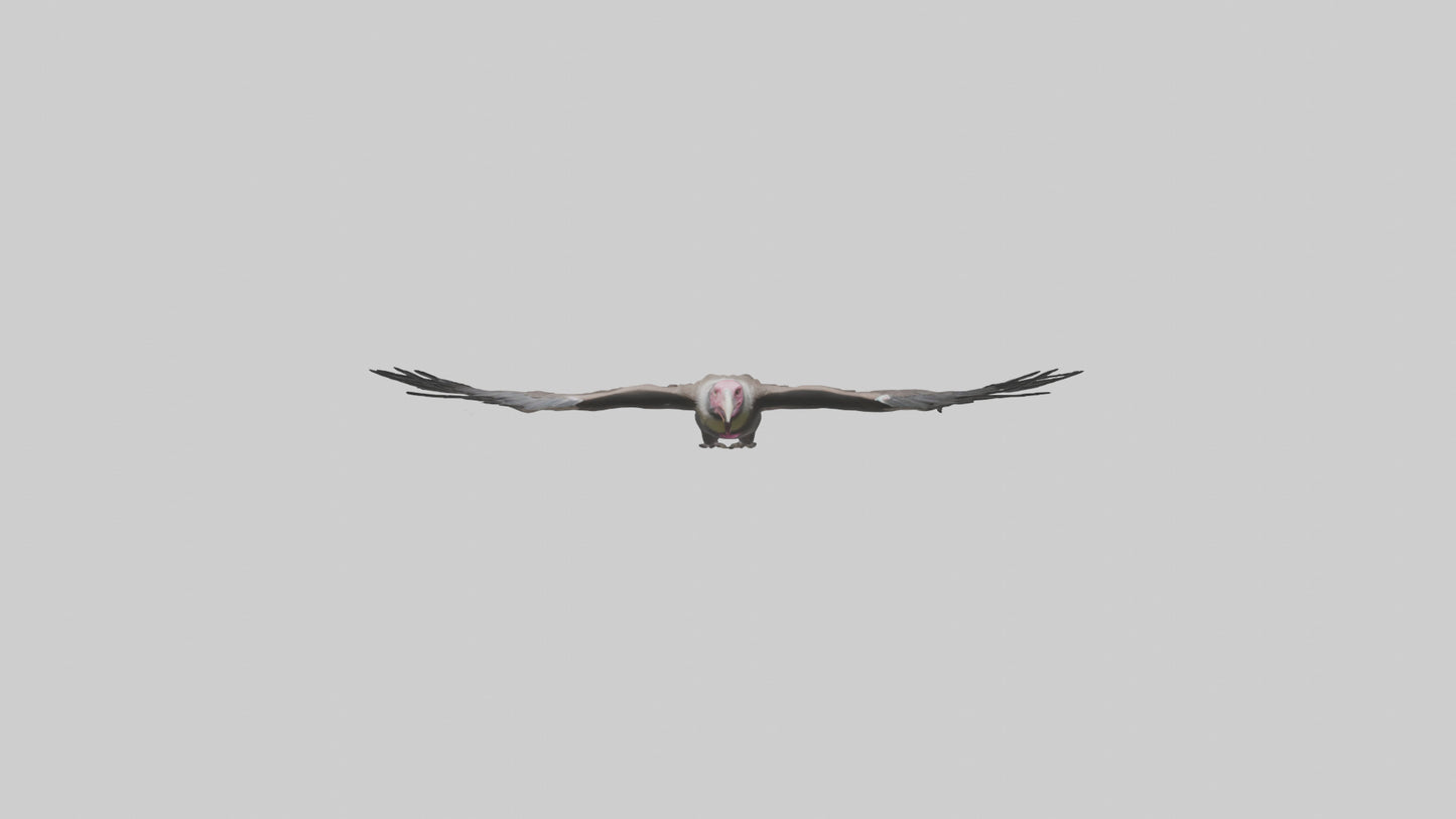 3D model LappetFaced Vulture soaring model VR / AR / low-poly