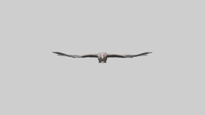 3D model LappetFaced Vulture soaring model VR / AR / low-poly
