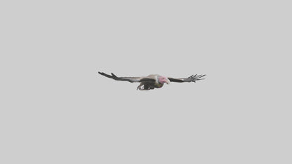 3D model LappetFaced Vulture soaring model VR / AR / low-poly
