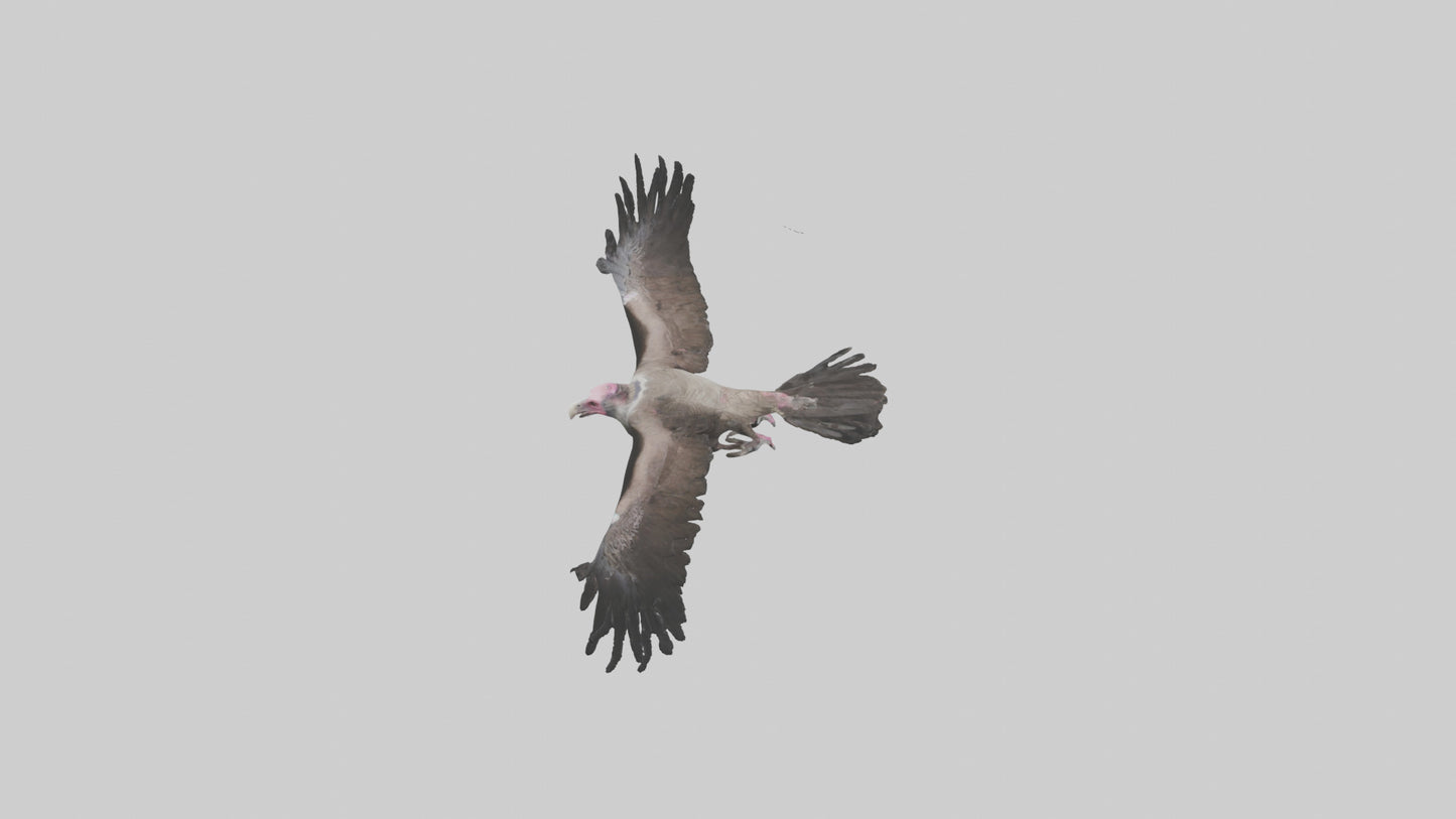 3D model LappetFaced Vulture soaring model VR / AR / low-poly