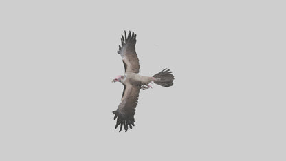 3D model LappetFaced Vulture soaring model VR / AR / low-poly