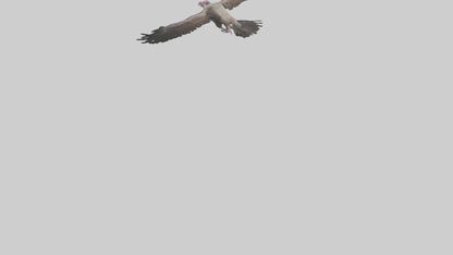 3D model LappetFaced Vulture soaring model VR / AR / low-poly