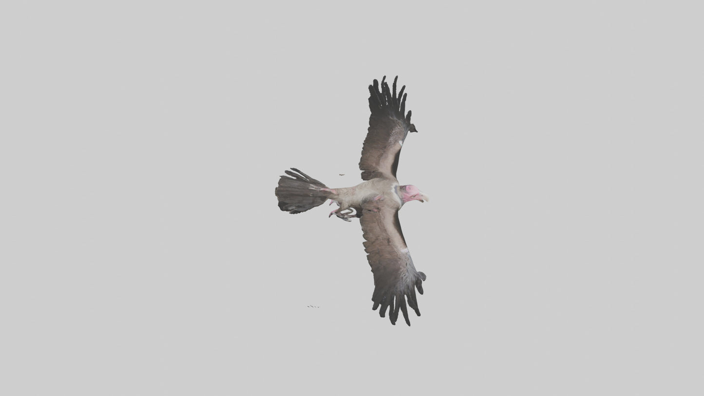 3D model LappetFaced Vulture soaring model VR / AR / low-poly