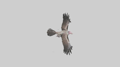 3D model LappetFaced Vulture soaring model VR / AR / low-poly