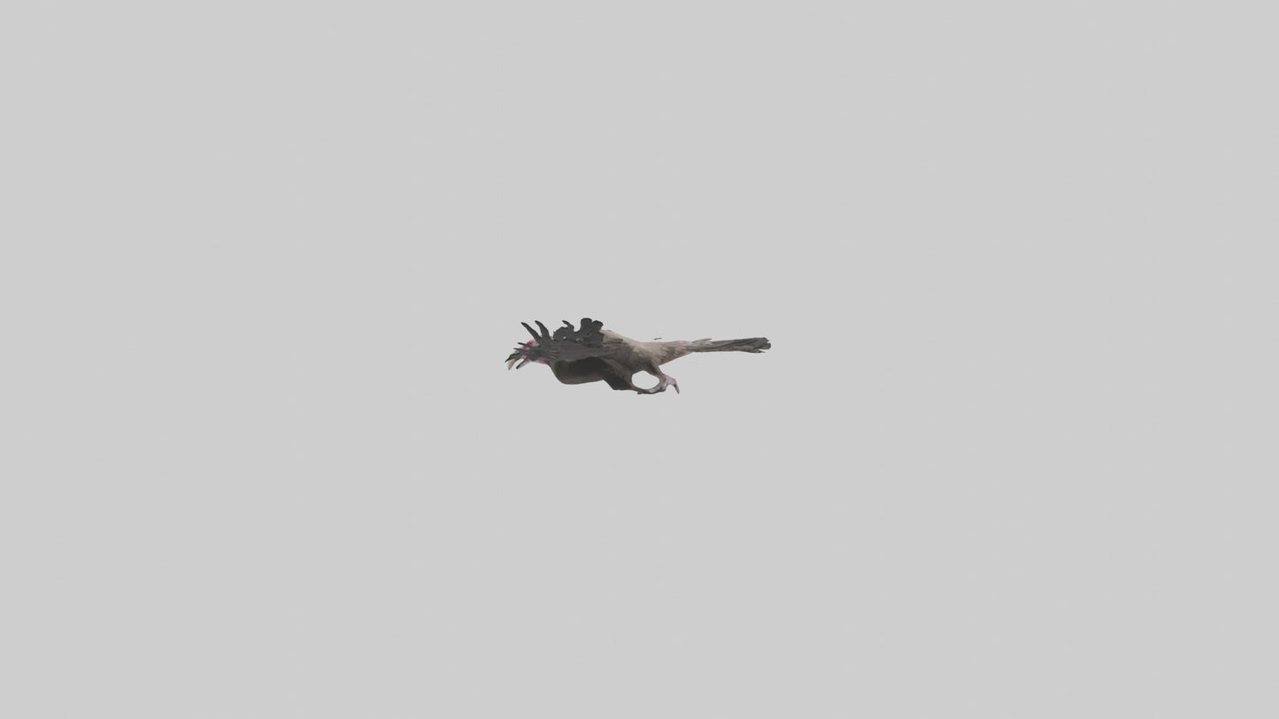3D model LappetFaced Vulture soaring model VR / AR / low-poly