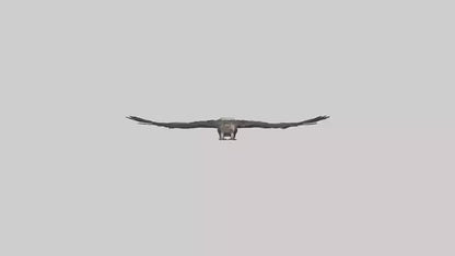 3D model LappetFaced Vulture soaring model VR / AR / low-poly