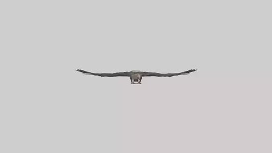 3D model LappetFaced Vulture soaring model VR / AR / low-poly
