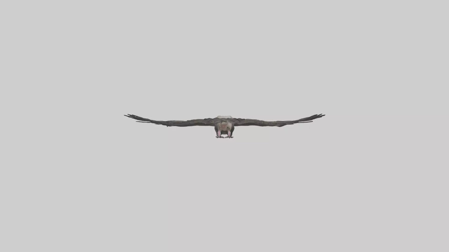 3D model LappetFaced Vulture soaring model VR / AR / low-poly