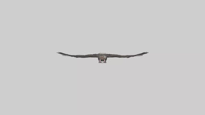 3D model LappetFaced Vulture soaring model VR / AR / low-poly