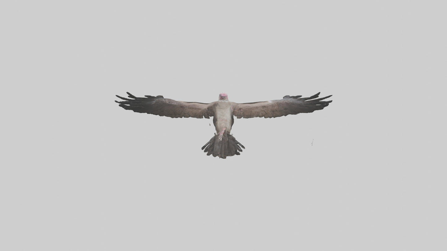 3D model LappetFaced Vulture soaring model VR / AR / low-poly