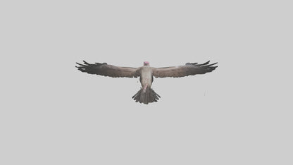 3D model LappetFaced Vulture soaring model VR / AR / low-poly
