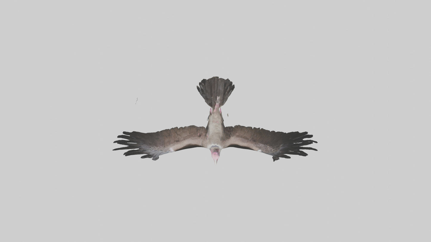 3D model LappetFaced Vulture soaring model VR / AR / low-poly