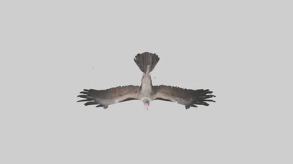 3D model LappetFaced Vulture soaring model VR / AR / low-poly