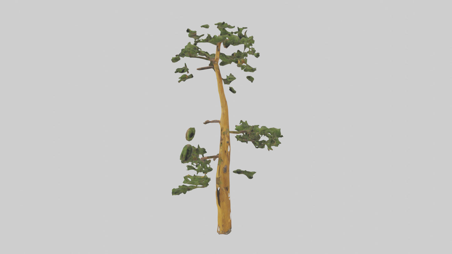 3D model Larch tree model VR / AR / low-poly