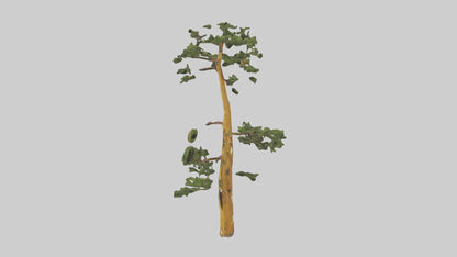 3D model Larch tree model VR / AR / low-poly