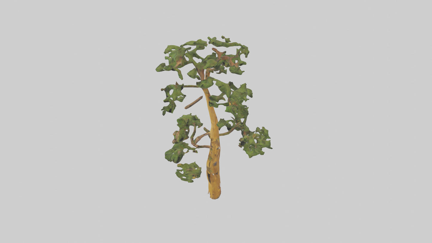 3D model Larch tree model VR / AR / low-poly