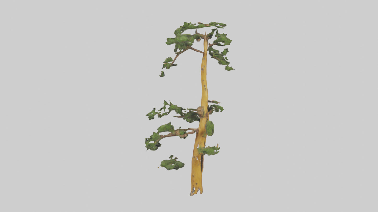 3D model Larch tree model VR / AR / low-poly