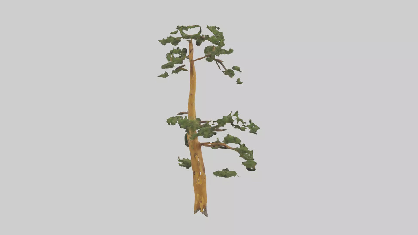 3D model Larch tree model VR / AR / low-poly