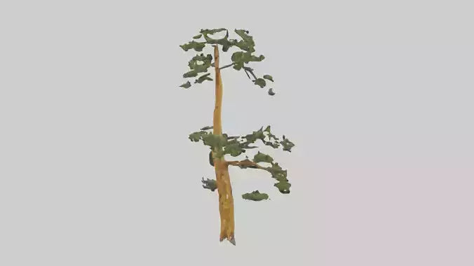 3D model Larch tree model VR / AR / low-poly