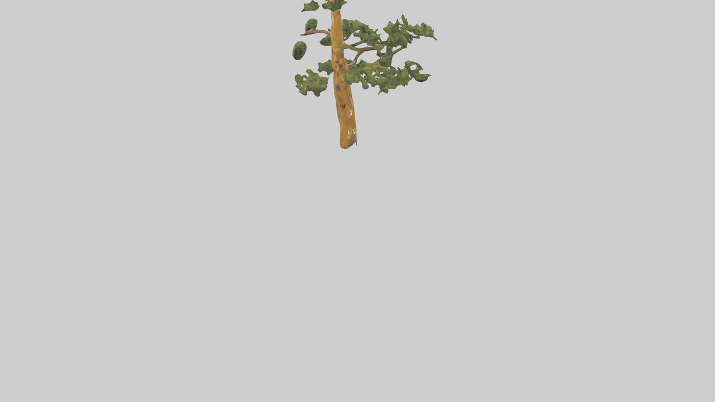 3D model Larch tree model VR / AR / low-poly