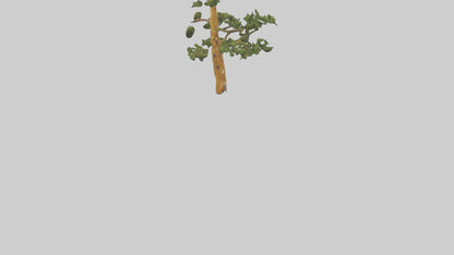 3D model Larch tree model VR / AR / low-poly