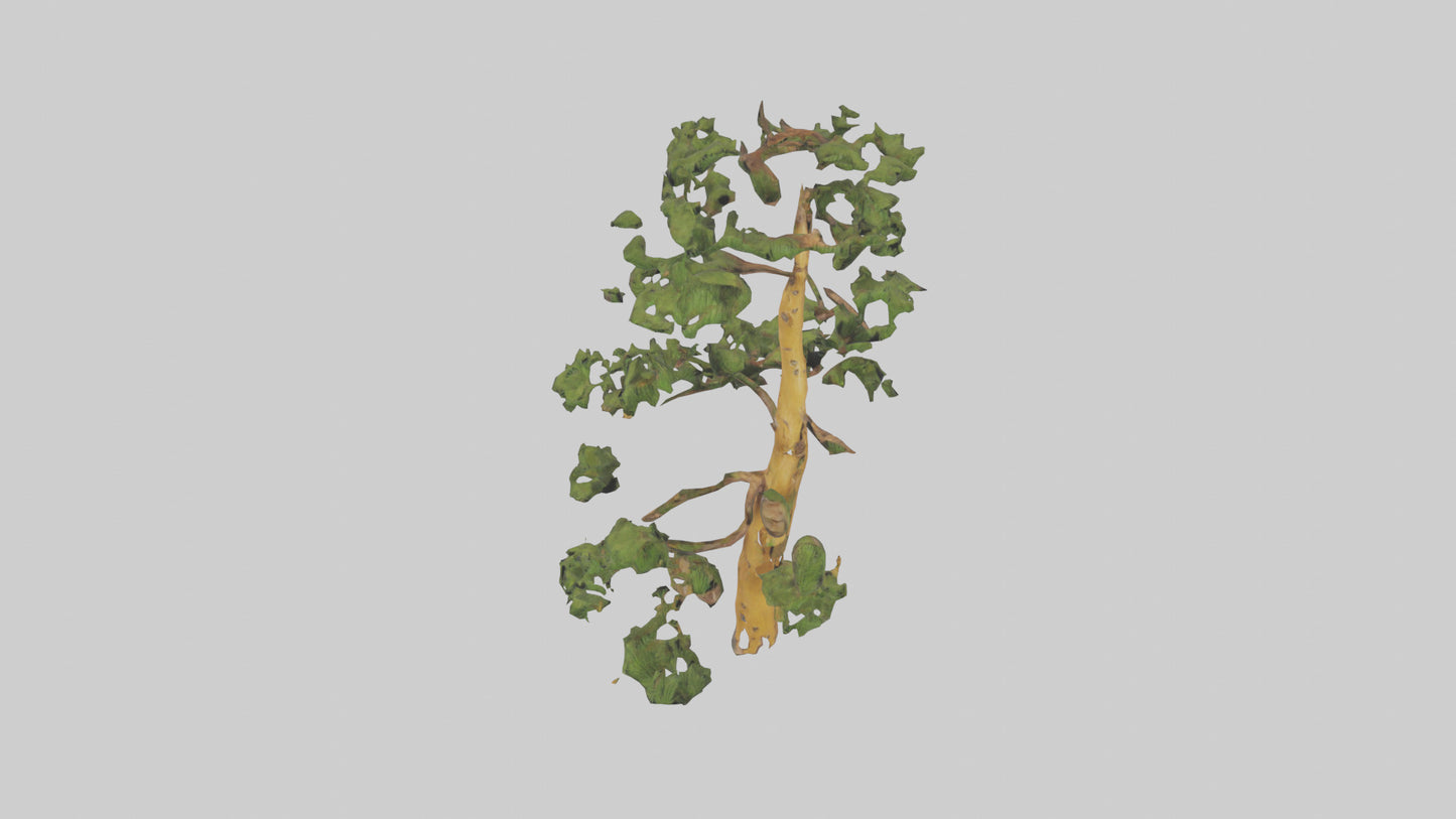 3D model Larch tree model VR / AR / low-poly
