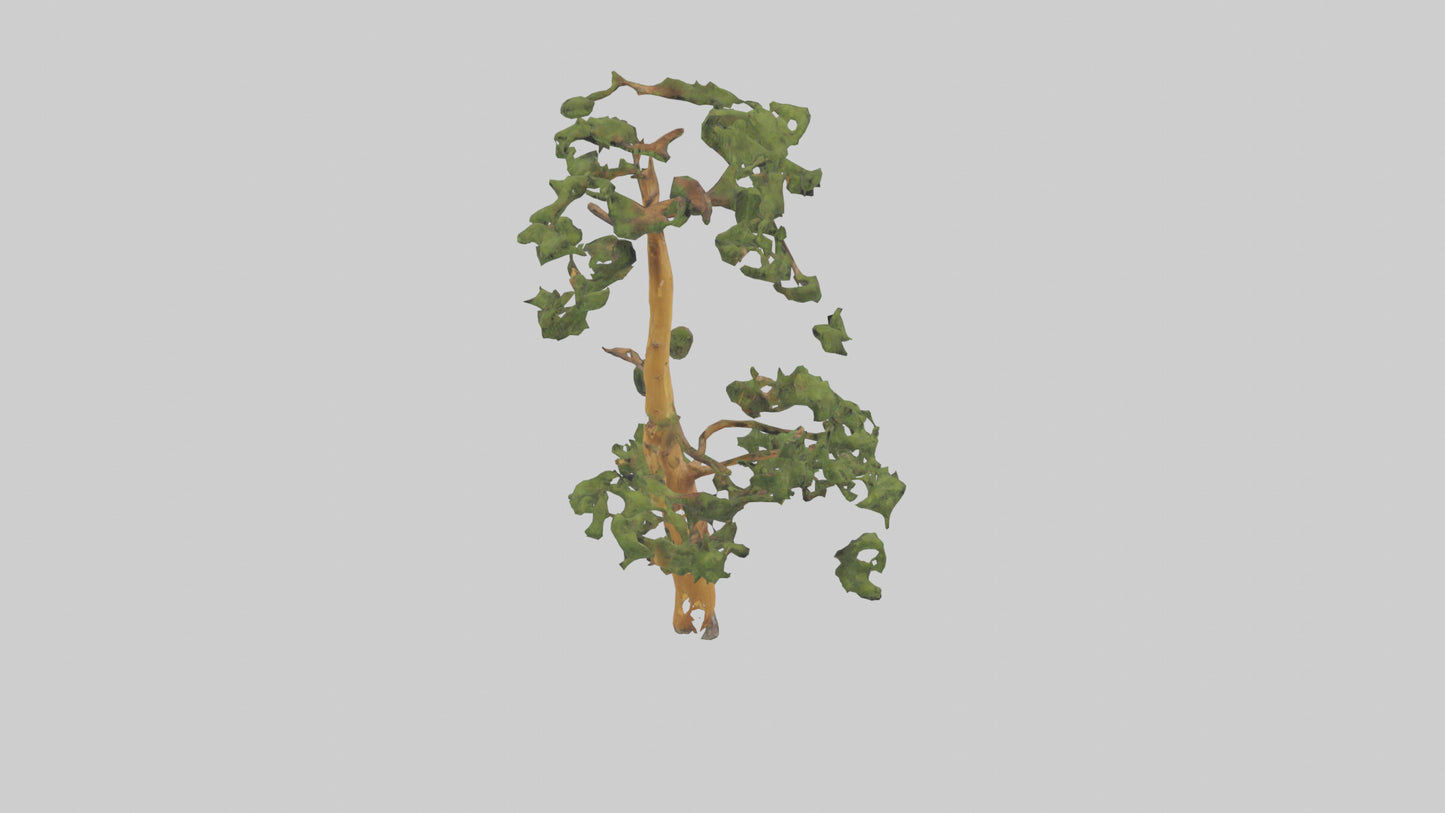 3D model Larch tree model VR / AR / low-poly