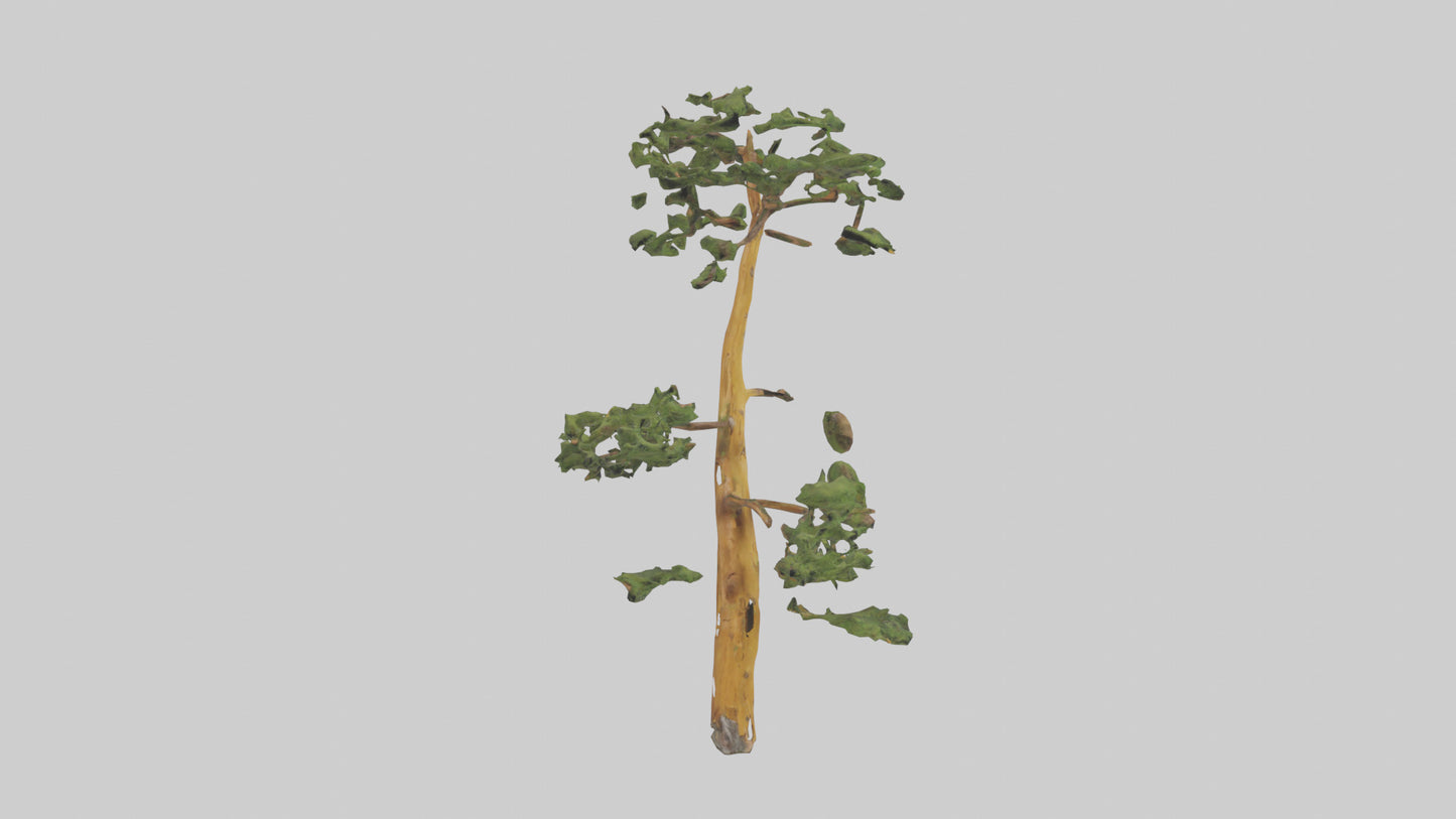 3D model Larch tree model VR / AR / low-poly