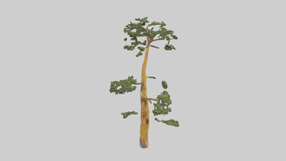3D model Larch tree model VR / AR / low-poly