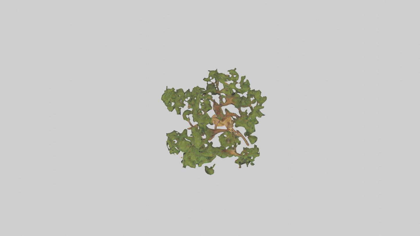 3D model Larch tree model VR / AR / low-poly