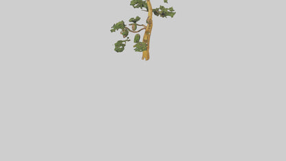 3D model Larch tree model VR / AR / low-poly